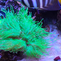 Talee coralli acquario marino di barriera