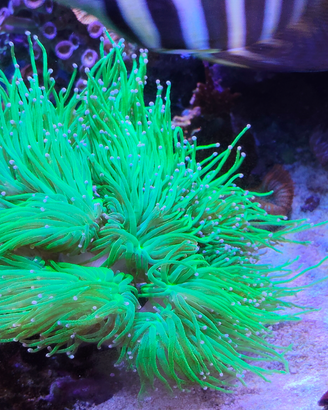 Talee coralli acquario marino di barriera