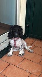Cocker spaniel