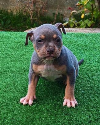 Pitbull 