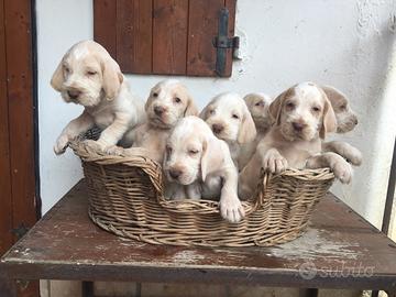 Disponibili cuccioli di spinone italiano