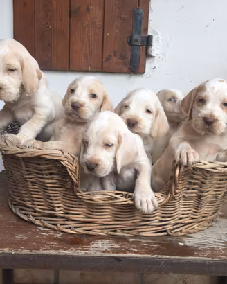 Disponibili cuccioli di spinone italiano