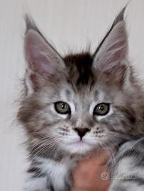 Maine coon
