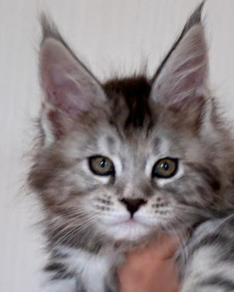 Maine coon