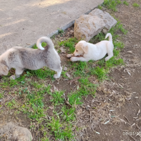 Pastore Asia centrale