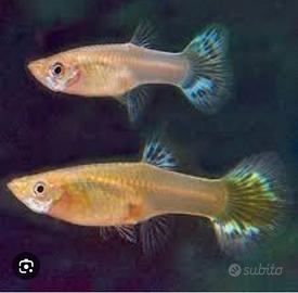 Guppy