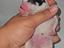 Immagine 6
