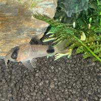 Corydoras Panda di 2 anni