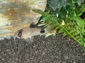 Corydoras Panda di 2 anni