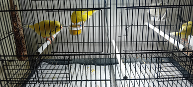 Canarino novello giallo intenso