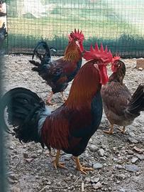 Galline e Galli Nostrana di Morozzo