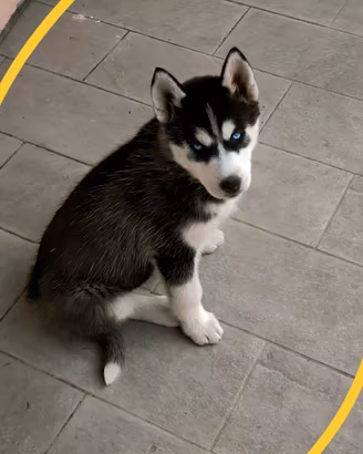 Prenotazione cuccioli con pedigree