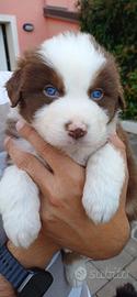 Cuccioli pastore australiano