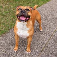 Disponibile per monta - Amstaff x Pitbull