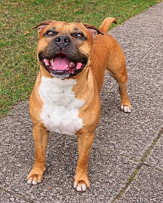 Disponibile per monta - Amstaff x Pitbull