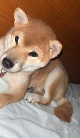 Cucciolo di shiba inu