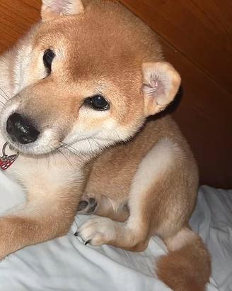 Cucciolo di shiba inu