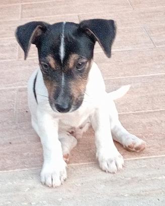 Jack Russell cuccioli