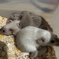 ? Ratti da compagnia siamesi ?