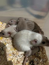 ? Ratti da compagnia siamesi ?