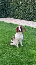 Springer Spaniel Inglese da caccia - Animali In vendita a Ancona