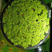 salvinia minima con anello di contenimento 