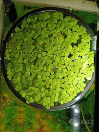 salvinia minima con anello di contenimento 