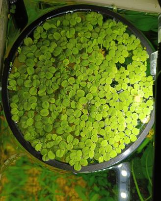 salvinia minima con anello di contenimento 