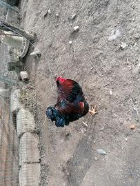 Gallo wyandotte