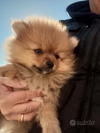 Spitz Pomerania mini toy 