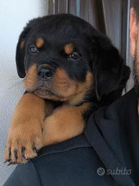 Cuccioli Rottweiler