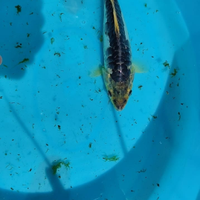 Carpa Koi