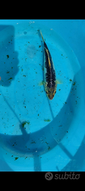 Carpa Koi