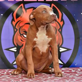 Cucciole di American Bully XL