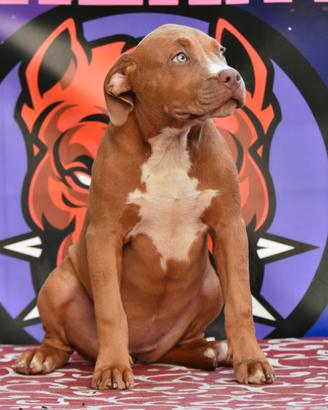 Cucciole di American Bully XL