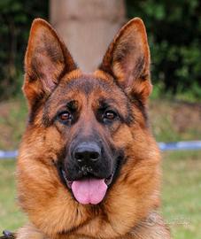 Si cede p.t con pedigree rosa figlia di VA2 tedesc