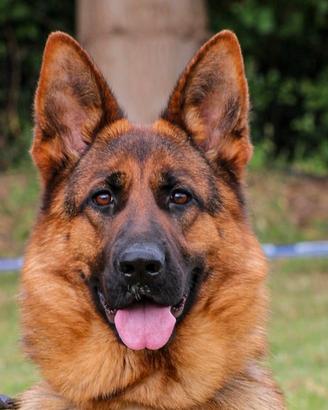 Si cede p.t con pedigree rosa figlia di VA2 tedesc