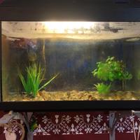 acquario