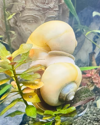 Lumache Ampullarie