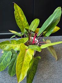 Philodendron Painted Lady