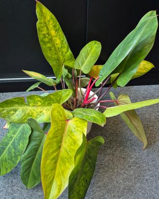 Philodendron Painted Lady