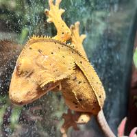 Geco Ciliatus femmina