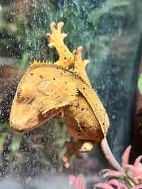 Geco Ciliatus femmina