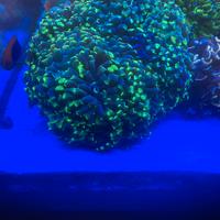 Euphyllia