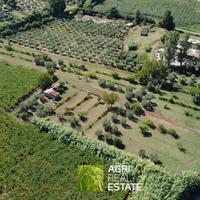 Sermoneta (LT) - Terreno 2 HA con uliveto | TR436