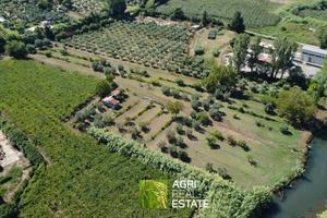 Sermoneta (LT) - Terreno 2 HA con uliveto | TR436