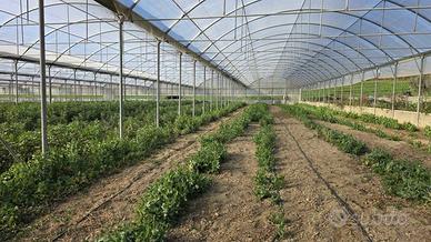 Immobile di 5300 m² con 1 locale a Tarquinia