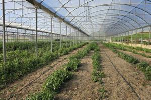 Immobile di 5300 m² con 1 locale a Tarquinia