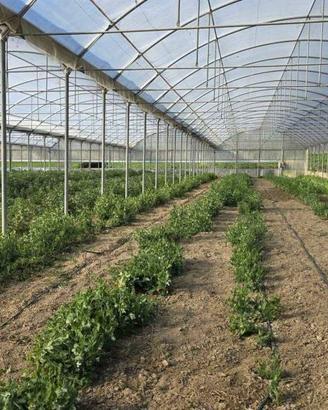 Immobile di 5300 m² con 1 locale a Tarquinia