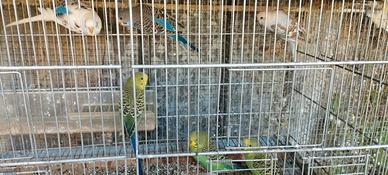 Vendita pulli di cocorite